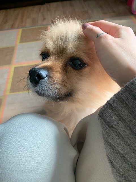 짱이의 추모 사진