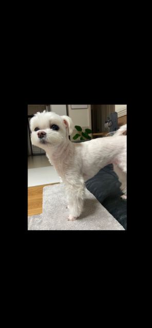 초롱이의 추모 사진