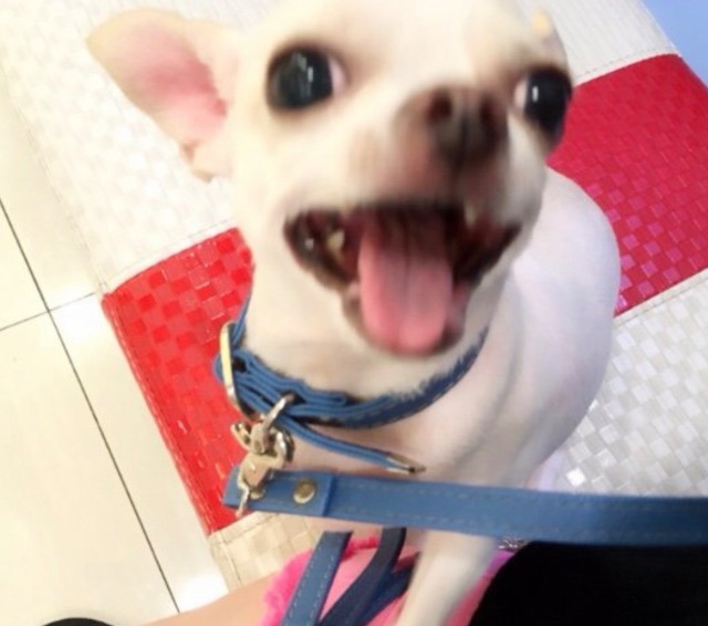 두부의 추모 사진