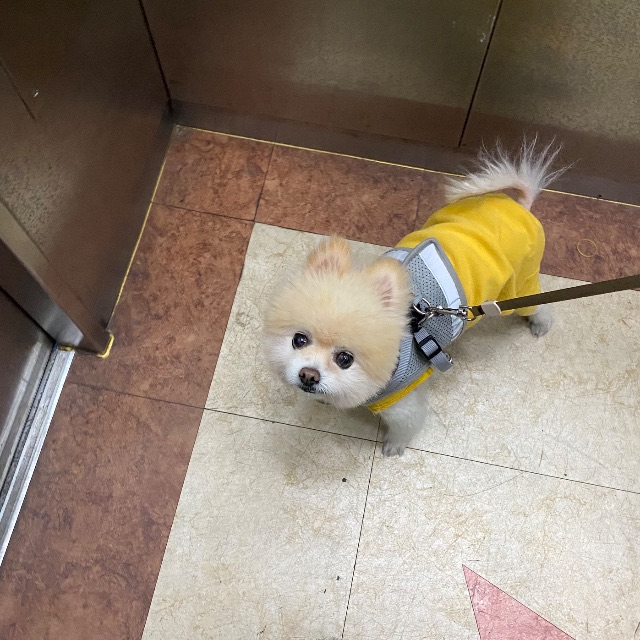 똘망이의 추모 사진
