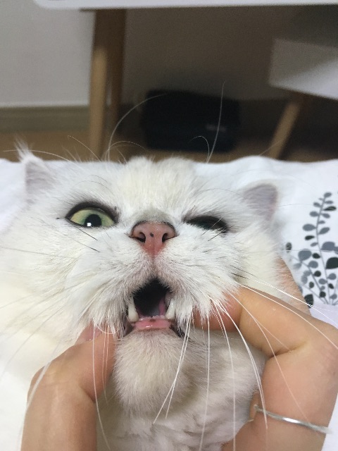 바니의 추모 사진