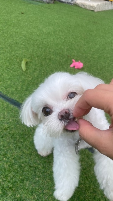 자몽이의 추모 사진