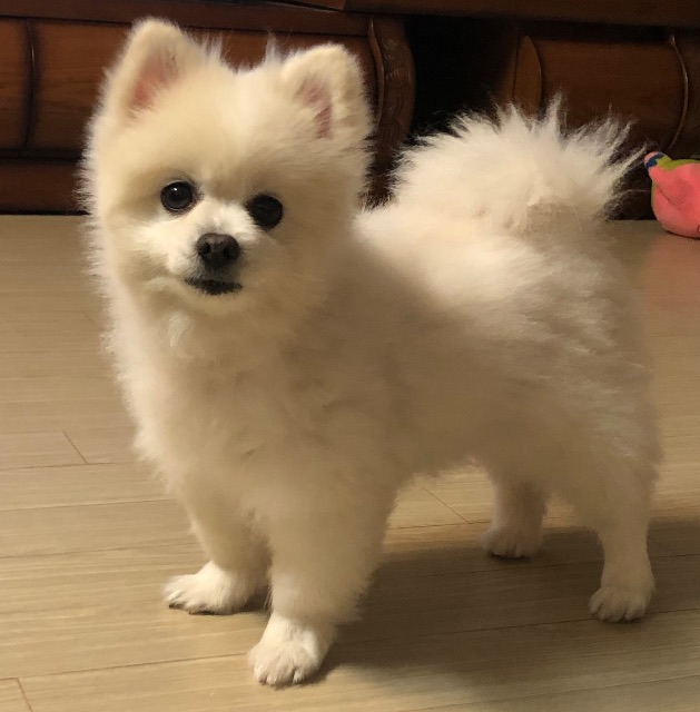 하늘이의 추모 사진