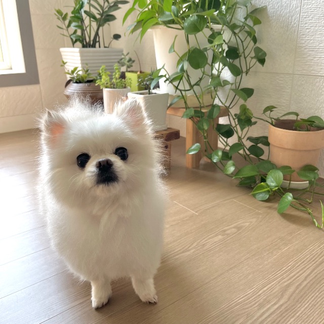 랑이의 추모 사진