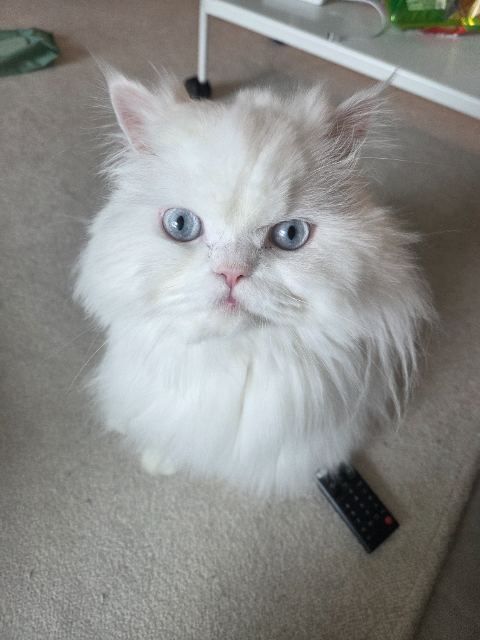 모찌😺🩵의 추모 사진