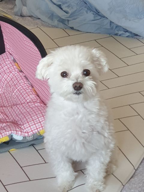 강이의 추모 사진