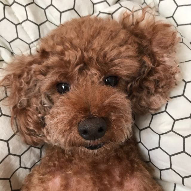 🤎코리🤎의 추모 사진