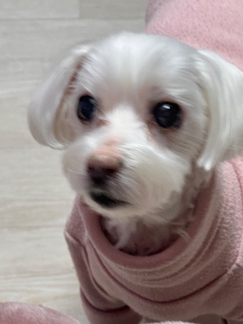뀽이의 추모 사진