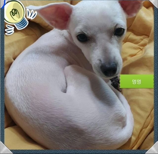 동글.이의 추모 사진