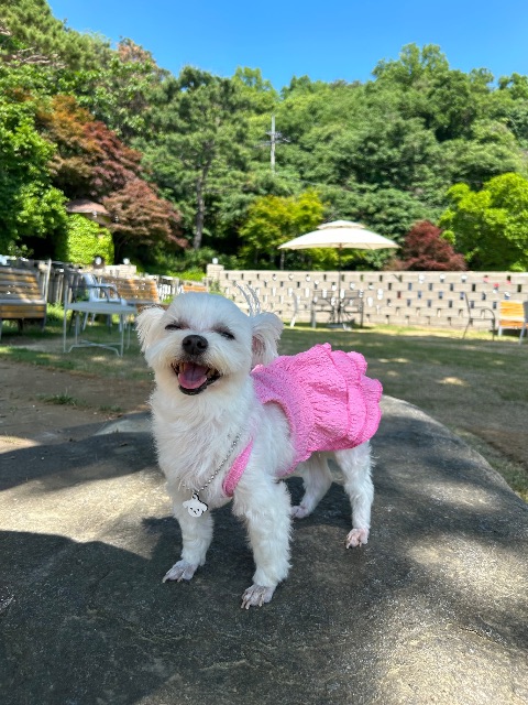 김꿈이의 추모 사진