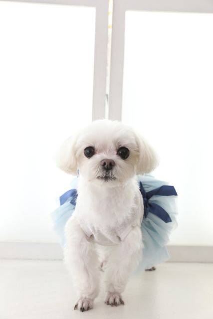 이마리의 추모 사진
