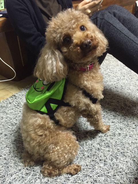 감자의 추모 사진