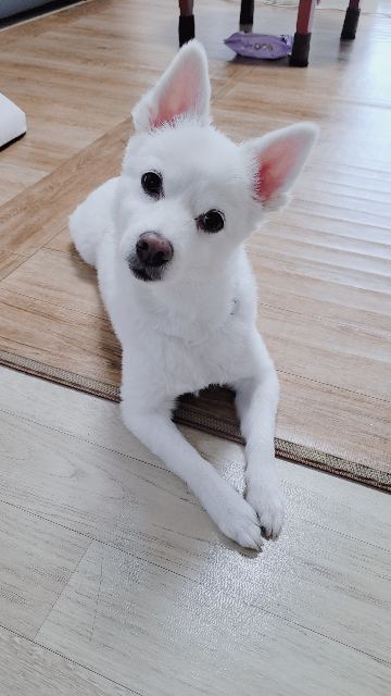 별이의 추모 사진