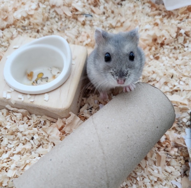 토끼의 추모 사진