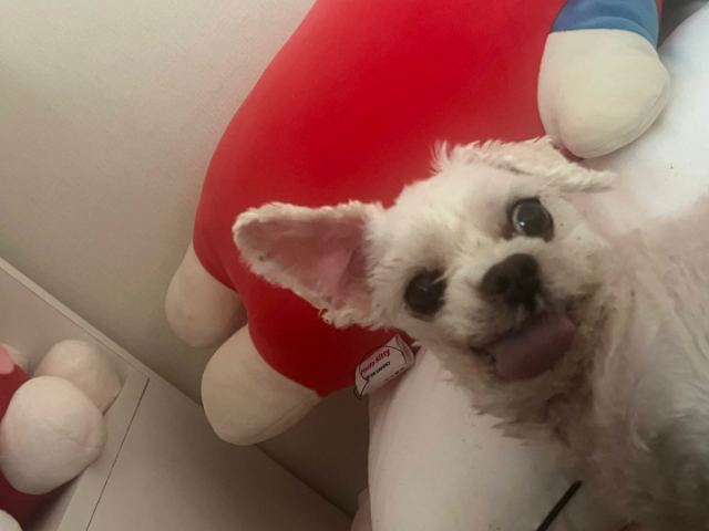 빙글이의 추모 사진