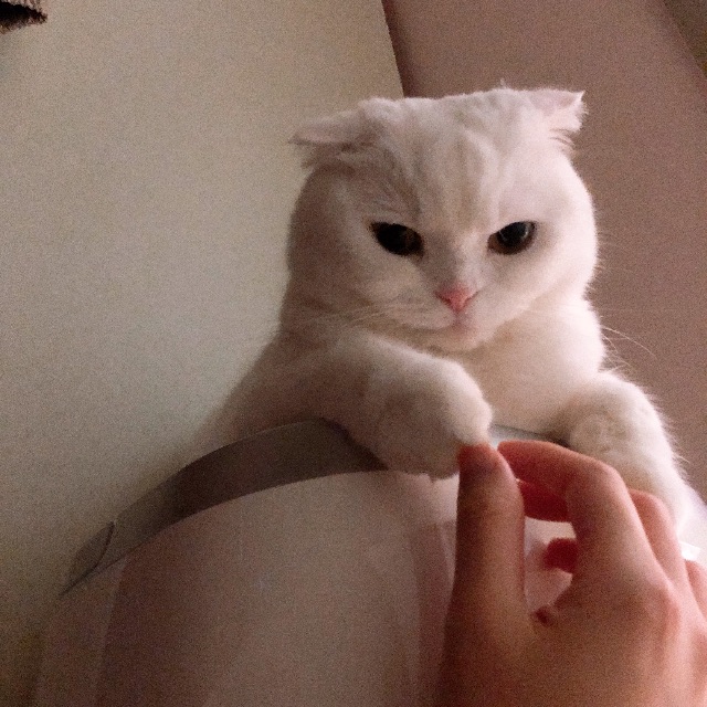 뚱이의 추모 사진