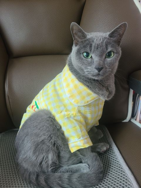 레오의 추모 사진