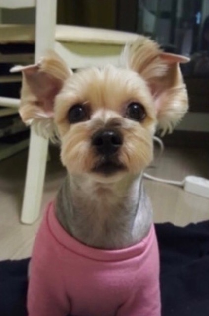 천 복의 추모 사진