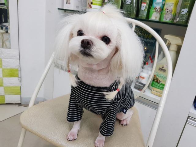 달콤의 추모 사진