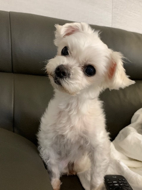 자몽의 추모 사진