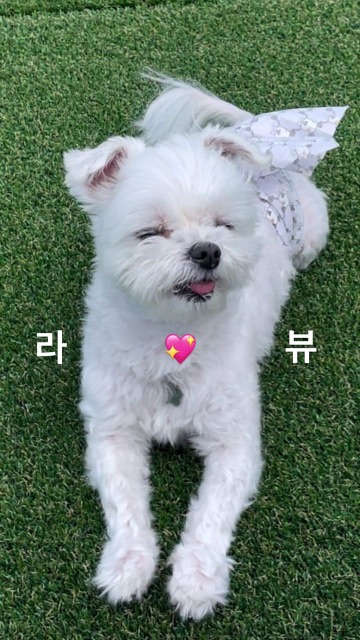 쭈니의 추모 사진