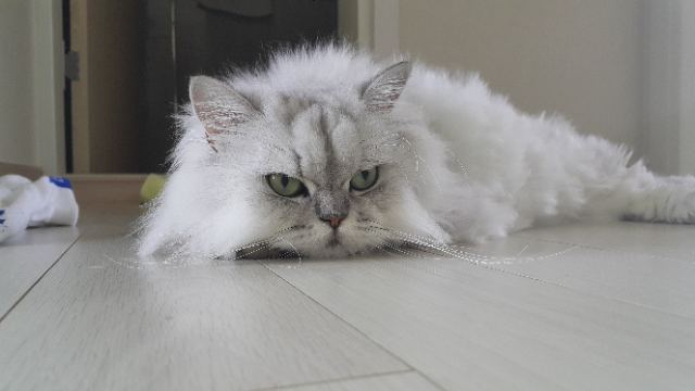 뚱이의 추모 사진