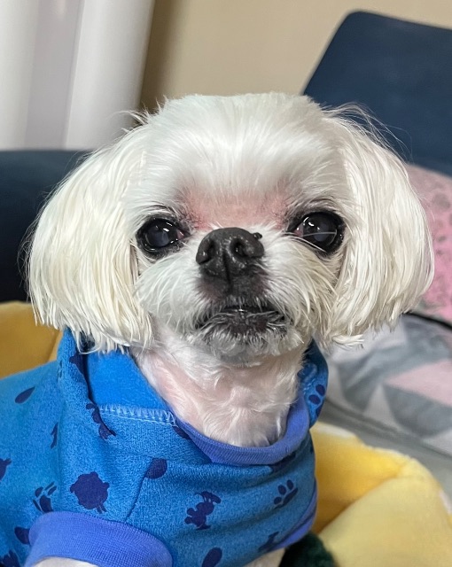 똘망이의 추모 사진