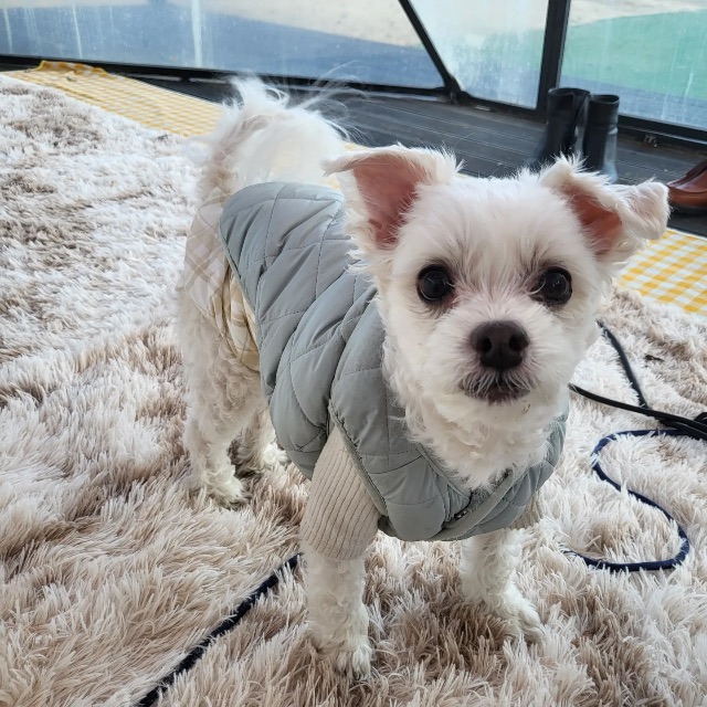 브라우니의 추모 사진