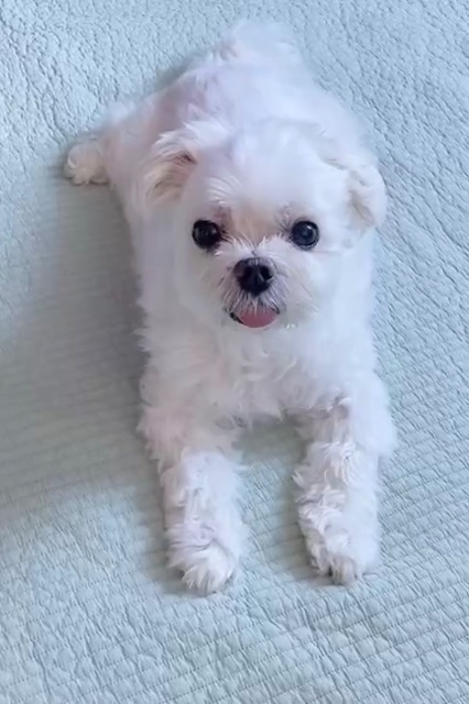 손콩이의 추모 사진
