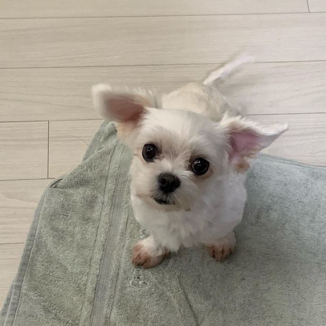 뭉치의 추모 사진