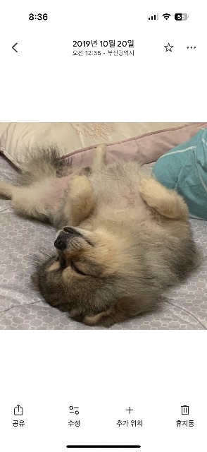 뽀삐의 추모 사진