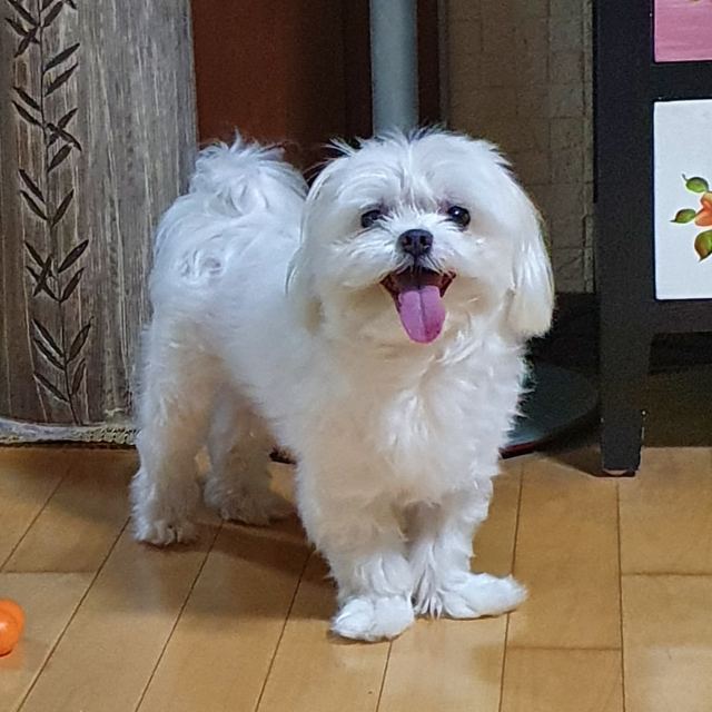 몽실이의 추모 사진