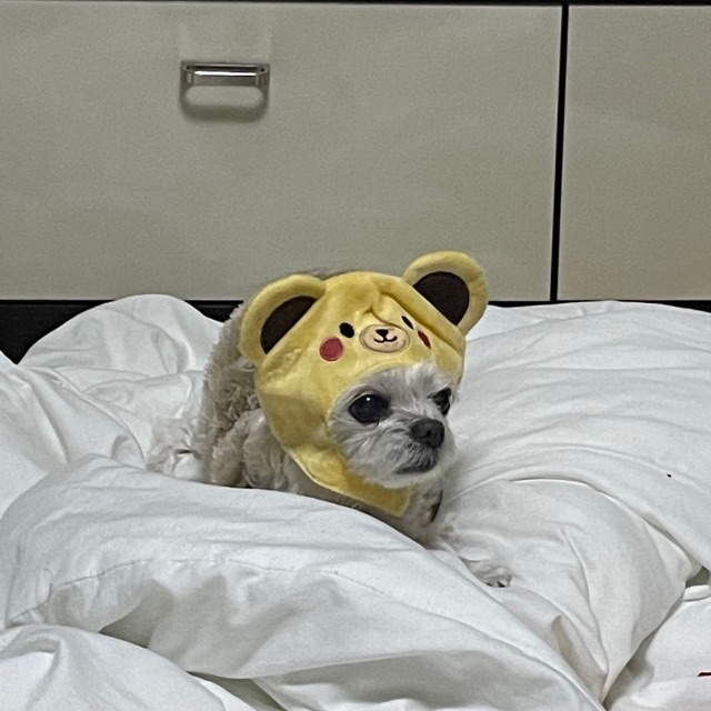 쫑아의 추모 사진