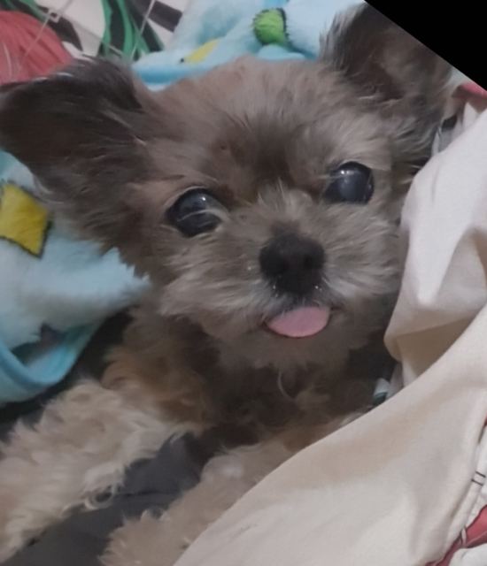 쪼꼬의 추모 사진