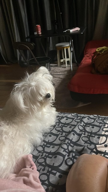 치치의 추모 사진
