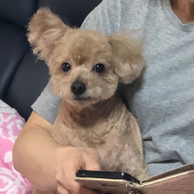 마루의 추모 사진