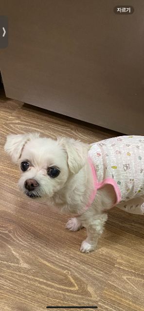 유키의 추모 사진