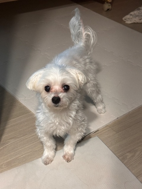 웅이의 추모 사진