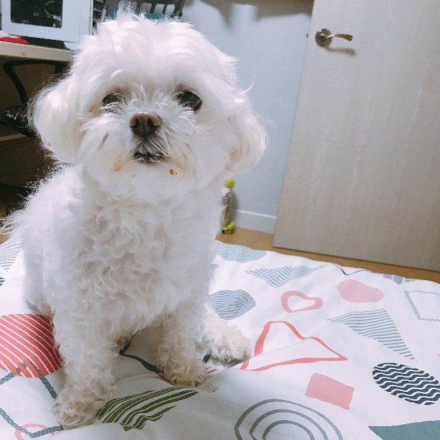사랑이의 추모 사진