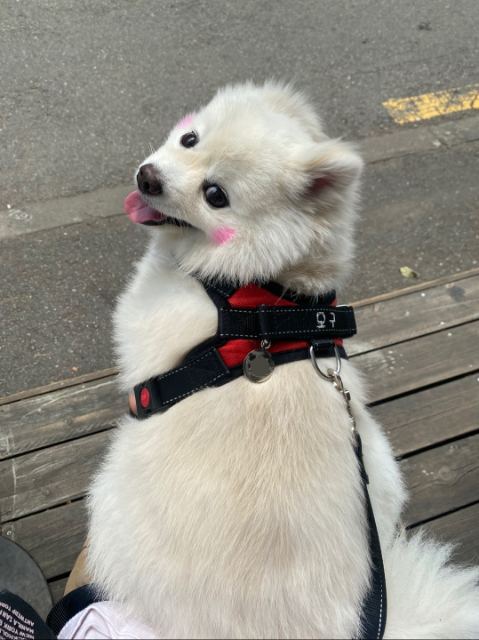오구의 추모 사진