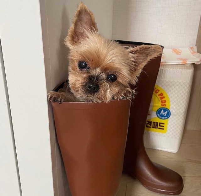 보미의 추모 사진