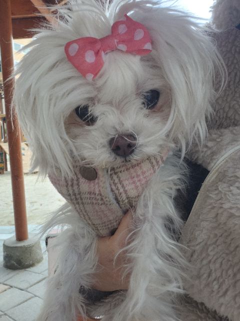 초롱의 추모 사진