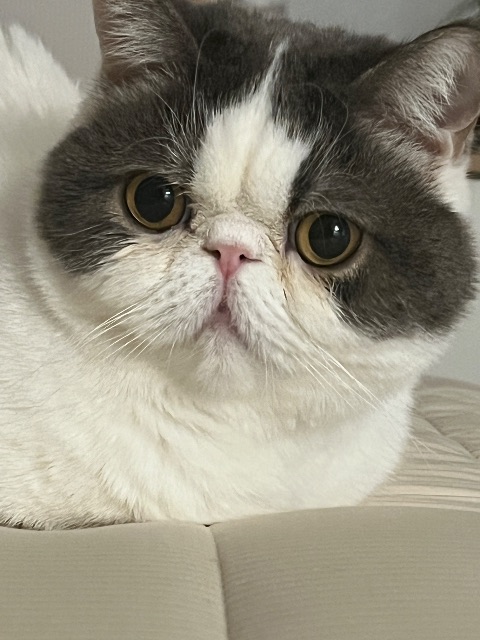 찌부의 추모 사진