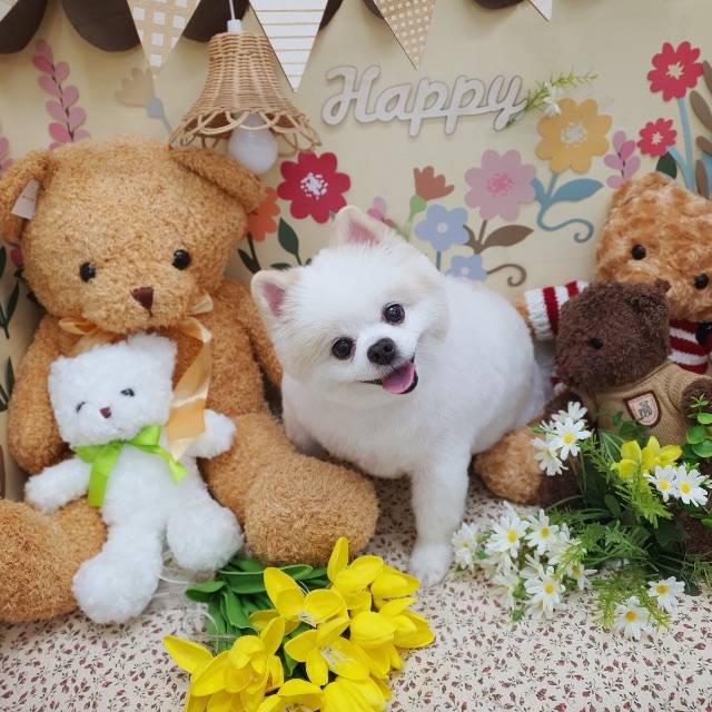 포비의 추모 사진