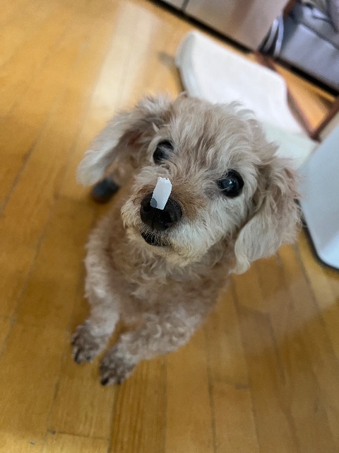 순덕이의 추모 사진