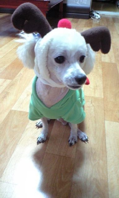 다롱이의 추모 사진