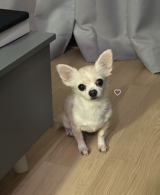 콩이의 추모 사진