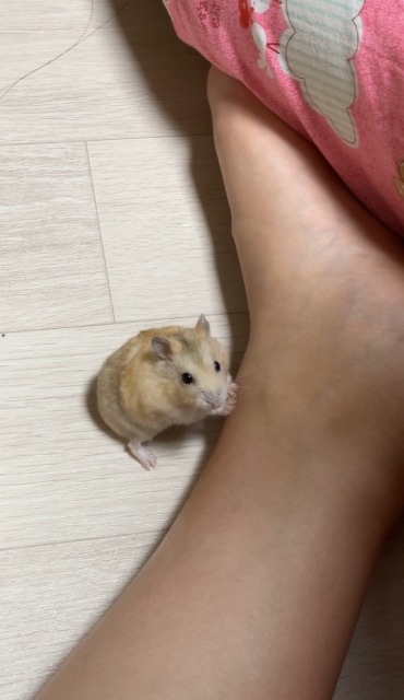 강토리의 추모 사진