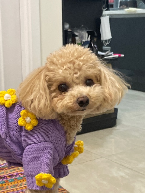 오트밀의 추모 사진