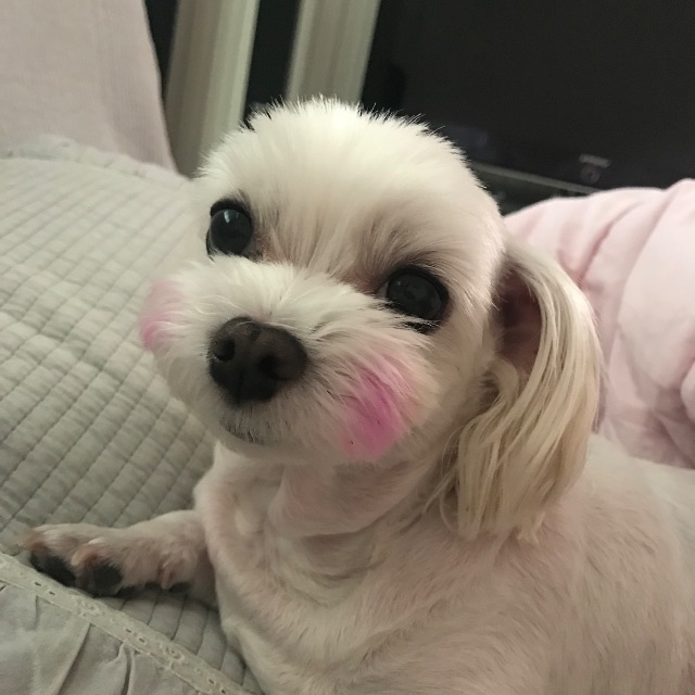 공주의 추모 사진